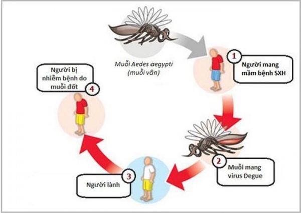 Hiểu đúng về bệnh sốt xuất huyết Dengue: Triệu chứng, diễn biến và cách phòng ngừa