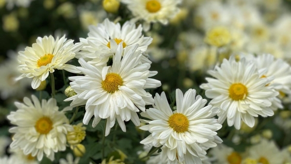 Dự báo thời tiết ngày 26/7/2025: Mưa dông trên diện rộng