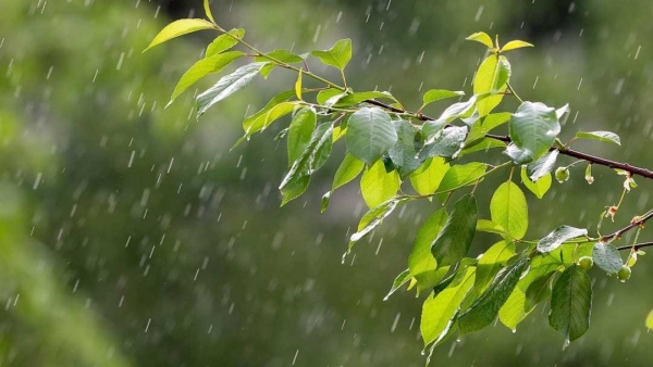 Dự báo thời tiết ngày 27/7/2025: Mưa rào và dông