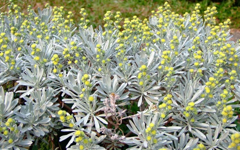 Cúc mốc – Vị thuốc trị ho quý từ thiên nhiên