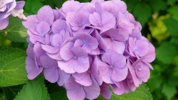 Dự báo thời tiết ngày 29/7/2025: Bắc Bộ nắng nóng, chiều tối mưa dông