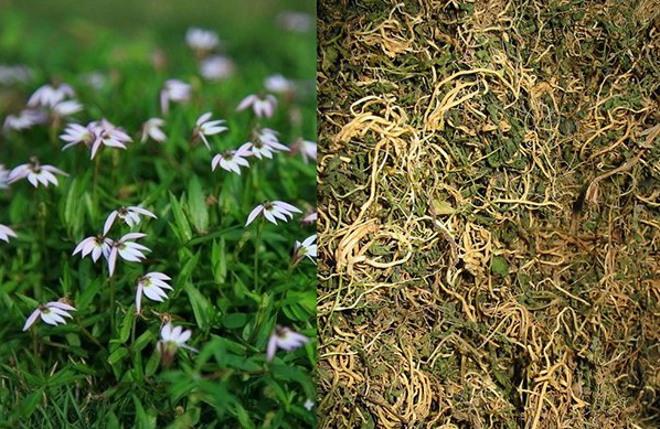 Bán biên liên - Vị thuốc quý với tiềm năng kháng u, tiêu độc Bán biên liên - Vị thuốc quý với tiềm năng kháng u, tiêu độc