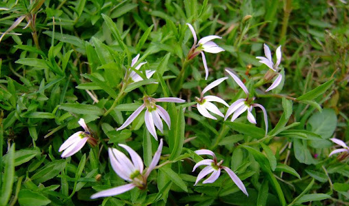 Bán biên liên - Vị thuốc quý với tiềm năng kháng u, tiêu độc Bán biên liên - Vị thuốc quý với tiềm năng kháng u, tiêu độc