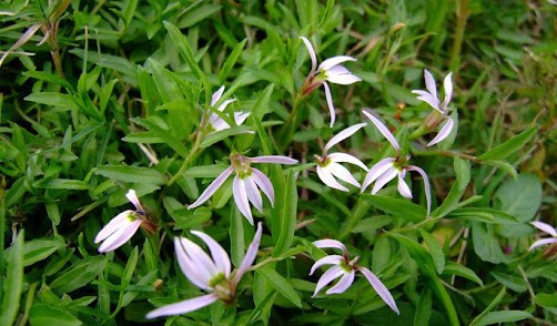 Bán biên liên - Vị thuốc quý với tiềm năng kháng u, tiêu độc