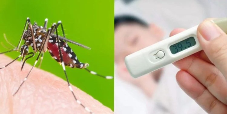 TP HCM: Số ca sốt xuất huyết tăng mạnh