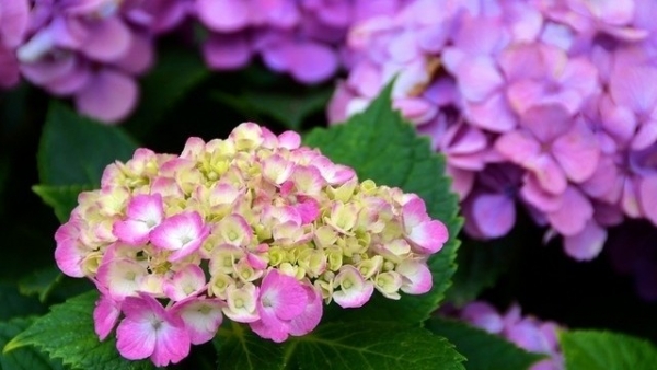 Dự báo thời tiết ngày 30/7/2025: Ngày nắng nóng, chiều tối có mưa rào và dông