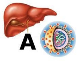 Viêm gan A: Nguy cơ âm thầm và cách phòng ngừa hiệu quả