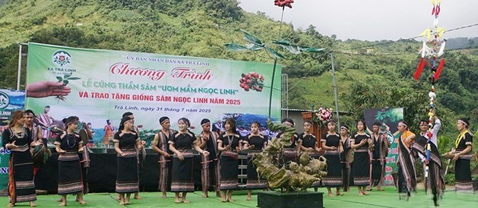 Đà Nẵng: Hơn 7.000 cây giống sâm được trao tặng cho các hộ đồng bào khó khăn, có ý chí vươn lên Đà Nẵng: Hơn 7.000 cây giống sâm được trao tặng cho các hộ đồng bào khó khăn, có ý chí vươn lên