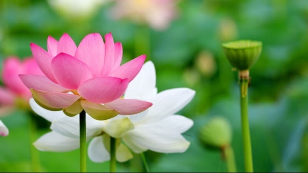 Dự báo thời tiết ngày 1/8/2025: Nhiều mây, có mưa to và dông