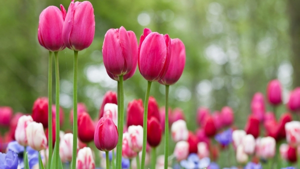 Dự báo thời tiết ngày 3/8/2025: Miền Bắc nắng nóng diện rộng