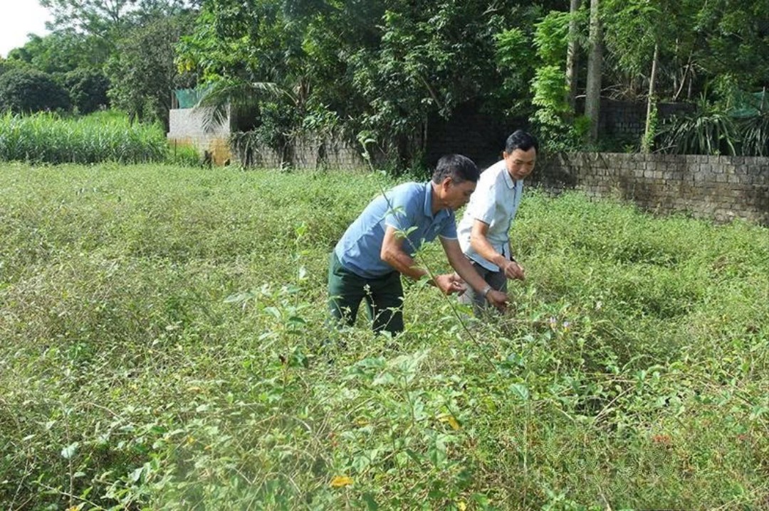 Thanh Hóa: Nâng tầm giá trị cây dược liệu, từ tiềm năng đến phát triển bền vững