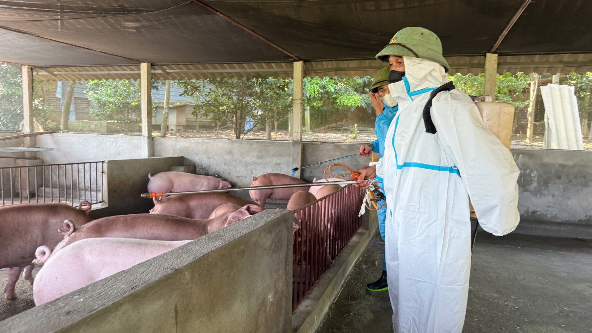 Phú Thọ: Quyết liệt chống dịch tả lợn châu Phi bảo vệ đàn vật nuôi, đảm bảo sinh kế