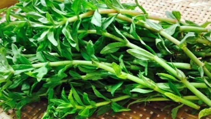 Bí quyết trồng 9 loại rau gia vị và dược liệu tại nhà