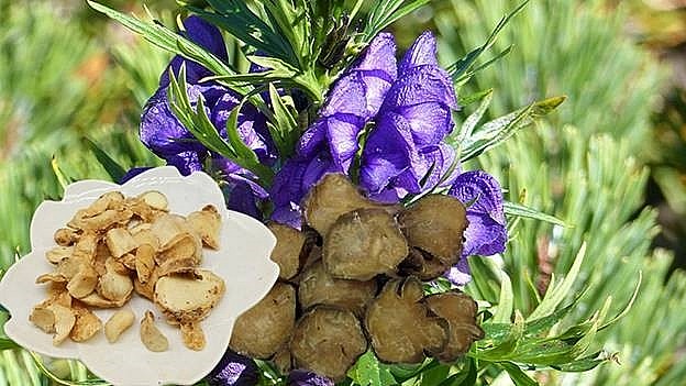 Cây ô đầu - Dược liệu quý và những lưu ý quan trọng khi sử dụng