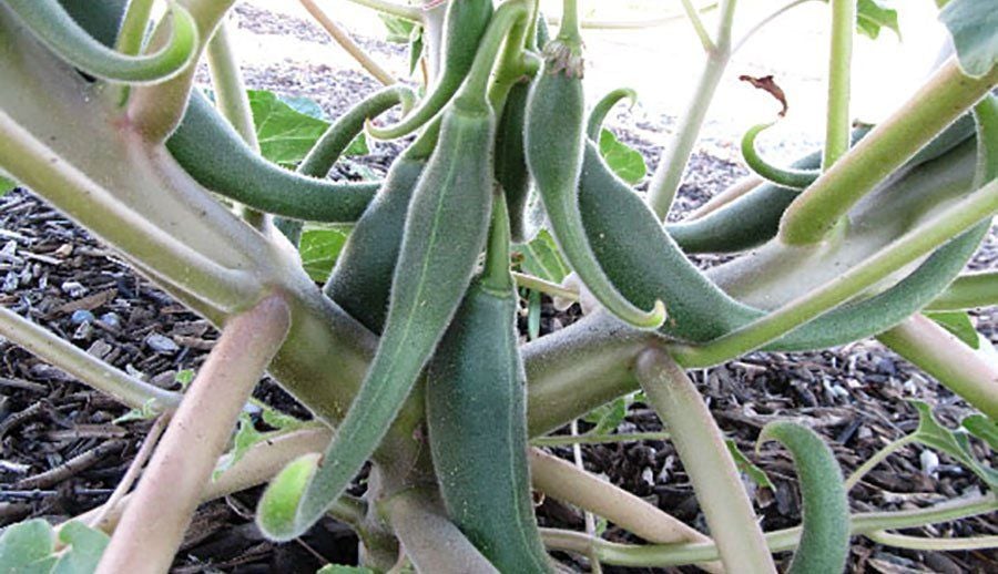 Công dụng và bài thuốc điều trị đau nhức xương khớp từ cây móng quỷ