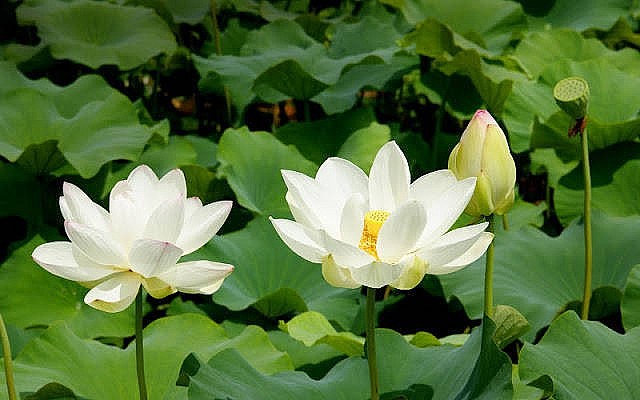 Dự báo thời tiết đêm nay và ngày mai 6/8: Hà Nội và các khu vực trên cả nước