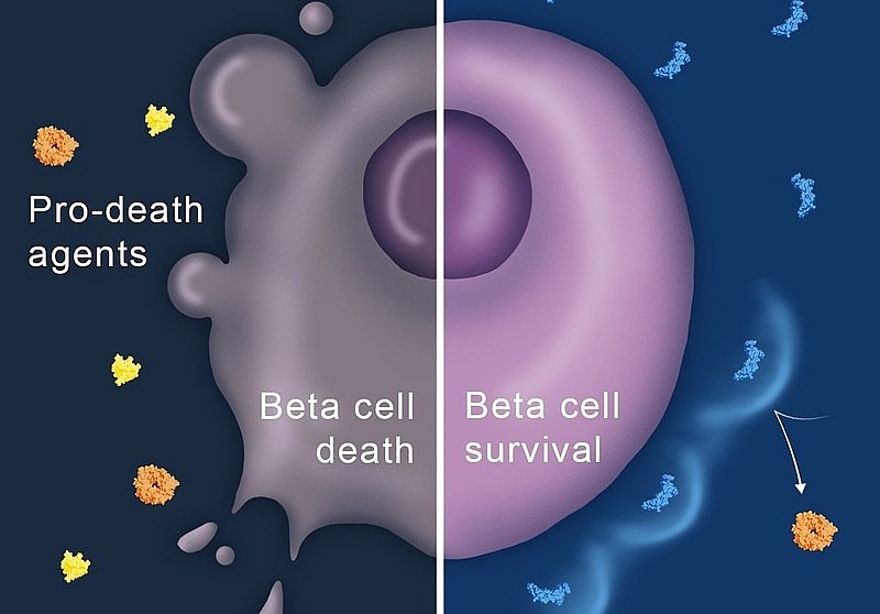 Những tiến bộ mới nhất trong việc điều trị bệnh tiểu đường Những tiến bộ mới nhất trong việc điều trị bệnh tiểu đường