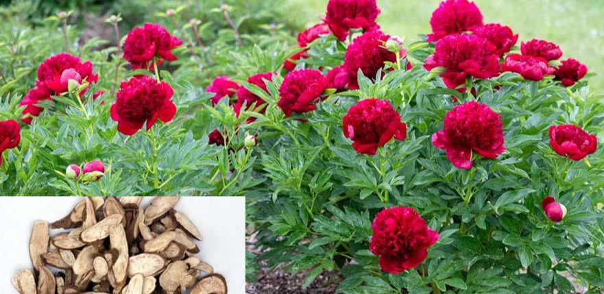 Xích thược: Vị thuốc quý giúp thanh nhiệt, lương huyết