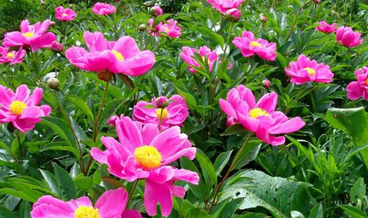 Xích thược: Vị thuốc quý giúp thanh nhiệt, lương huyết