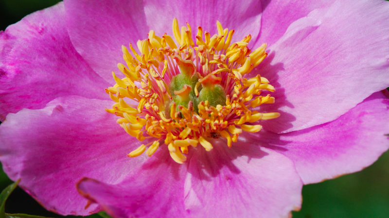 Xích thược: Vị thuốc quý giúp thanh nhiệt, lương huyết