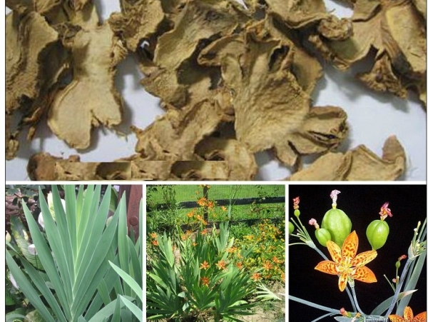 Xạ can: Vị thuốc quý chữa bệnh hầu họng và nhiều công dụng khác