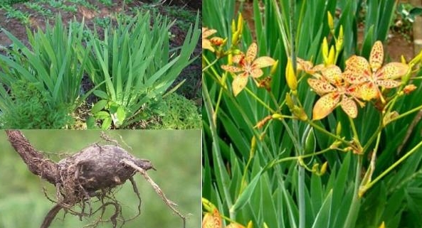 Xạ can: Vị thuốc quý chữa bệnh hầu họng và nhiều công dụng khác