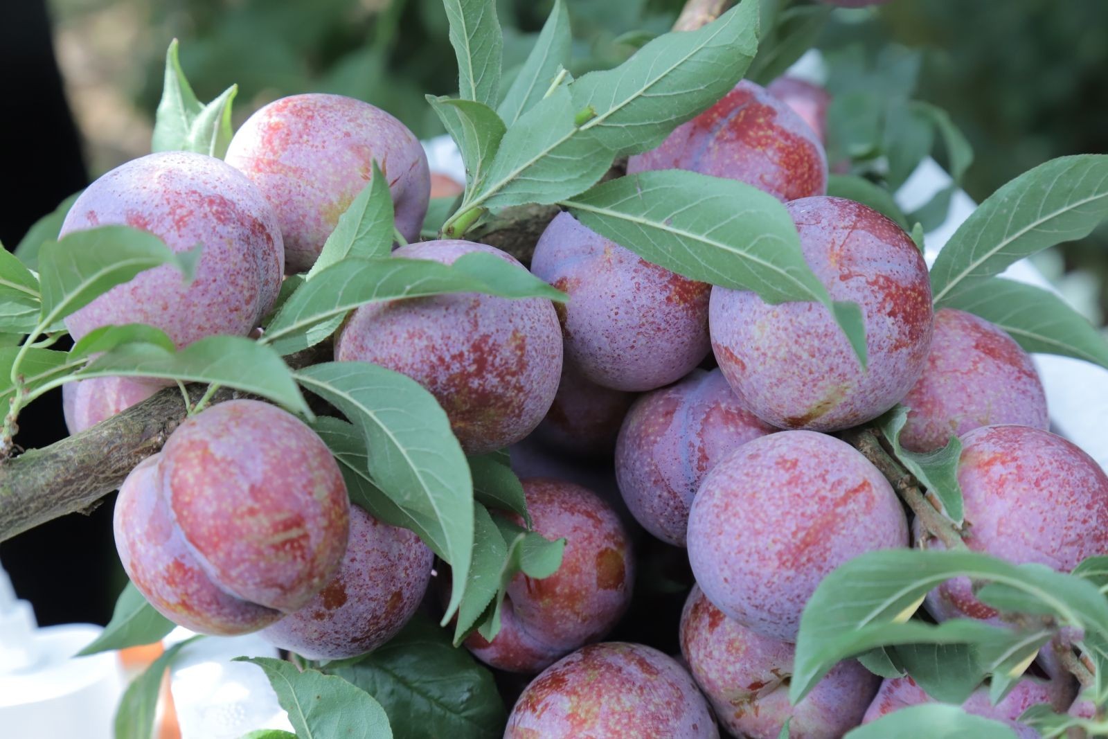 Mận – Loại quả mùa hè với nhiều lợi ích tuyệt vời cho sức khỏe