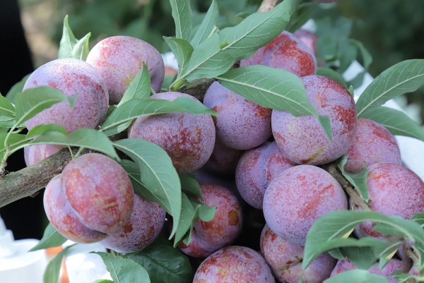 Mận – Loại quả mùa hè với nhiều lợi ích tuyệt vời cho sức khỏe