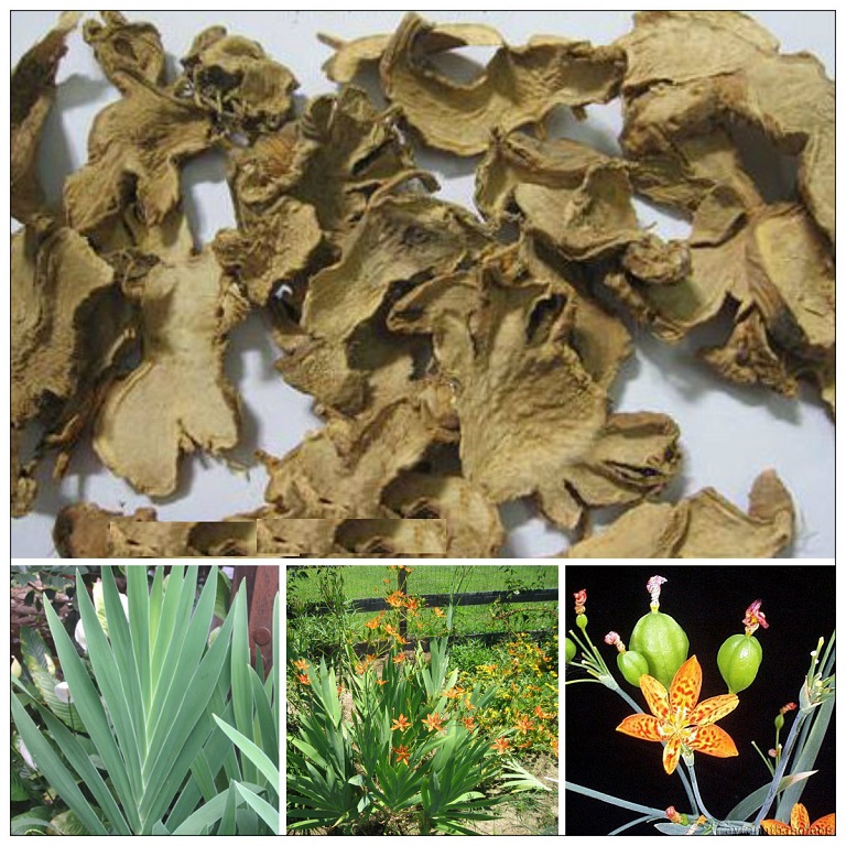 Xạ can: Vị thuốc quý chữa bệnh hầu họng và nhiều công dụng khác