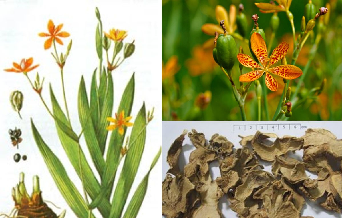 Xạ can: Vị thuốc quý chữa bệnh hầu họng và nhiều công dụng khác