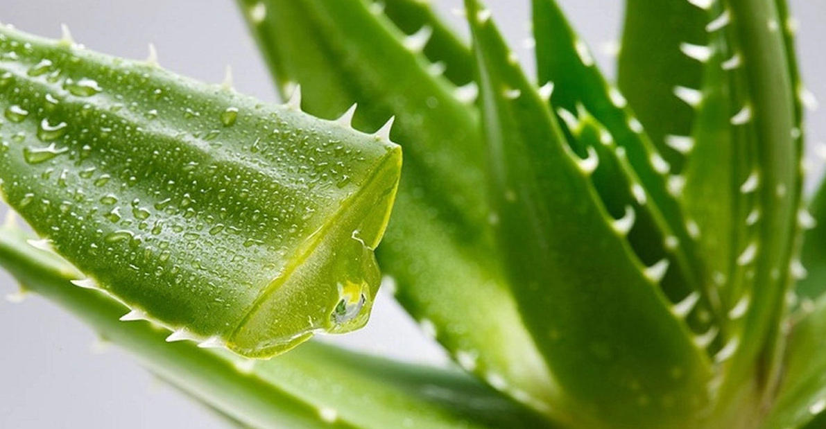 Dược liệu chữa bỏng: Kho tàng quý từ thiên nhiên Dược liệu chữa bỏng: Kho tàng quý từ thiên nhiên