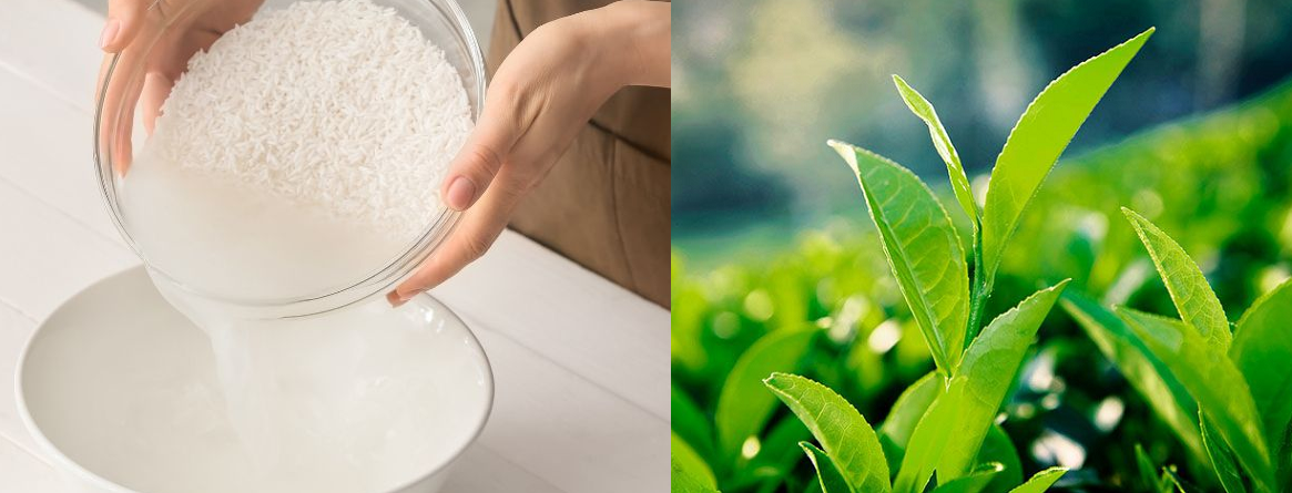 Dược liệu chữa bỏng: Kho tàng quý từ thiên nhiên Dược liệu chữa bỏng: Kho tàng quý từ thiên nhiên