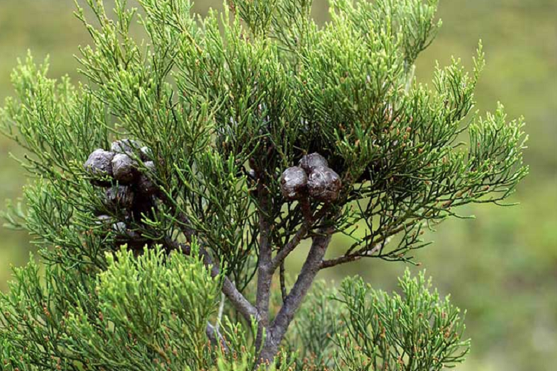 Cây hoàng đàn chữa những bệnh gì?