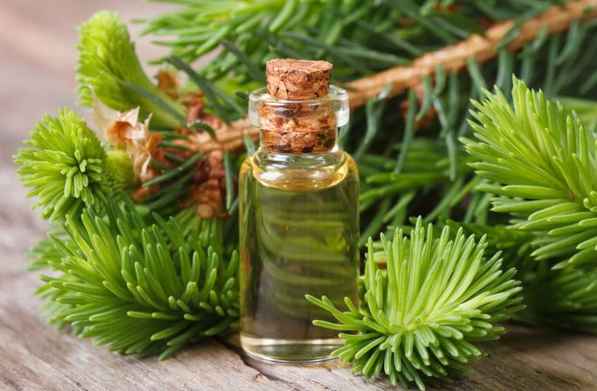 Cây hoàng đàn chữa những bệnh gì?