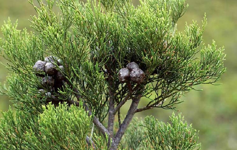 Cây hoàng đàn chữa những bệnh gì?