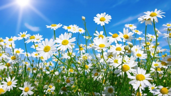 Dự báo thời tiết ngày 8/8/2025: Có mưa và dông vài nơi