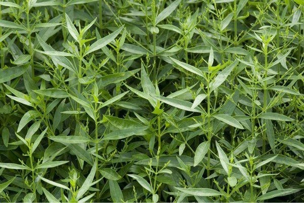 Xuyên Tâm Liên – “Kháng sinh tự nhiên” trong y học cổ truyền