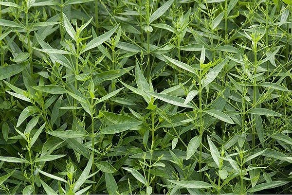 Xuyên Tâm Liên – “Kháng sinh tự nhiên” trong y học cổ truyền