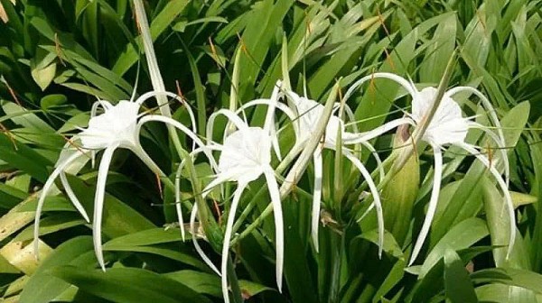 Trinh nữ hoàng cung – “Khắc tinh” của bệnh phụ nữ và u bướu lành tính