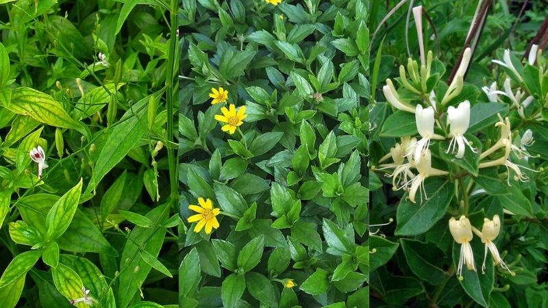 Xuyên Tâm Liên – “Kháng sinh tự nhiên” trong y học cổ truyền