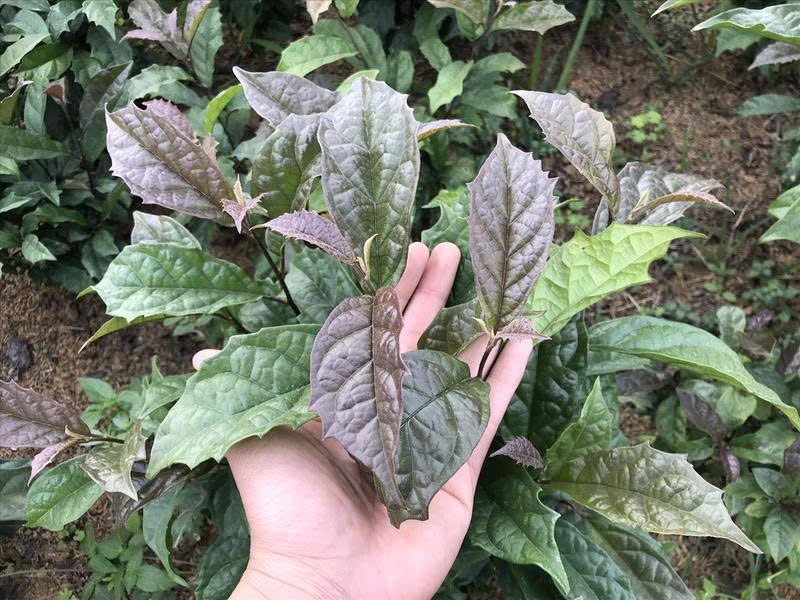 Cây xạ đen Hòa Bình – Vị thuốc quý từ núi rừng Tây Bắc Cây xạ đen Hòa Bình – Vị thuốc quý từ núi rừng Tây Bắc