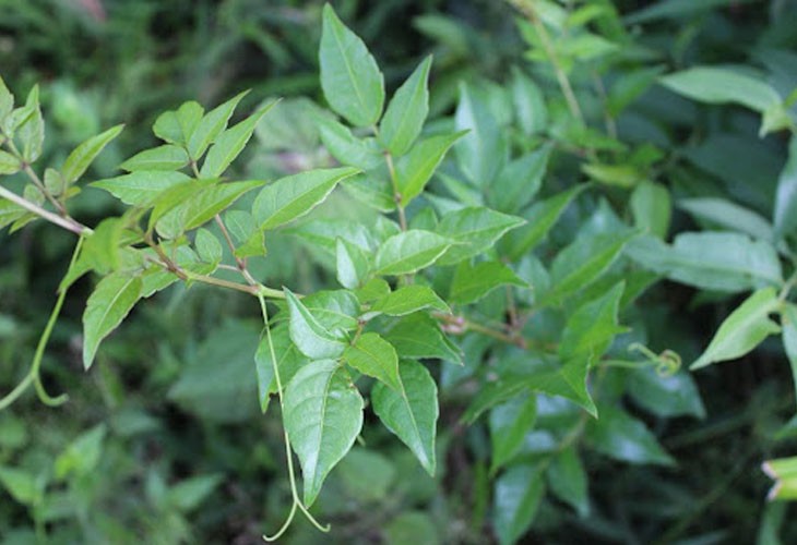 Cây chè dây – Vị thuốc dân gian giải nhiệt, thanh phế hiệu quả
