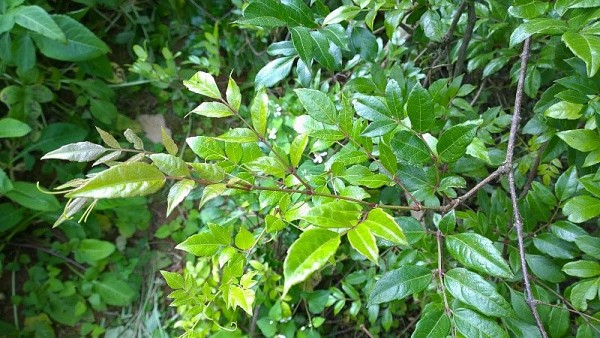 Cây chè dây – Vị thuốc dân gian giải nhiệt, thanh phế hiệu quả