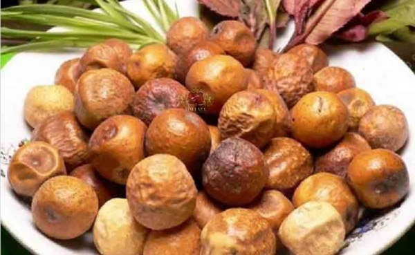 Xuyên luyện tử: Vị thuốc độc với tiềm năng điều trị bệnh lý