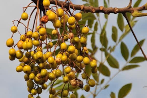 Xuyên luyện tử: Vị thuốc độc với tiềm năng điều trị bệnh lý