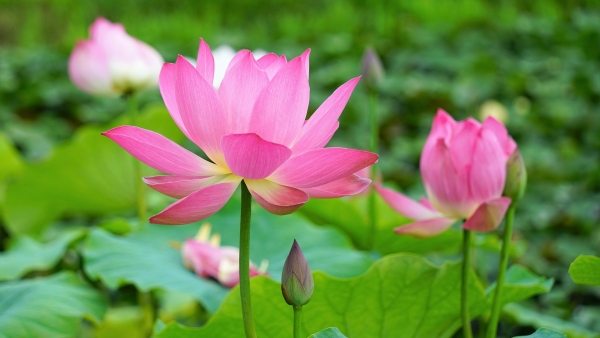 Dự báo thời tiết ngày 9/8/2025: Bắc Bộ nắng nóng gay gắt