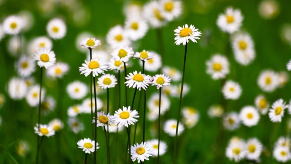 Dự báo thời tiết ngày 10/8/2025: Ngày nắng nóng, chiều tối mưa dông