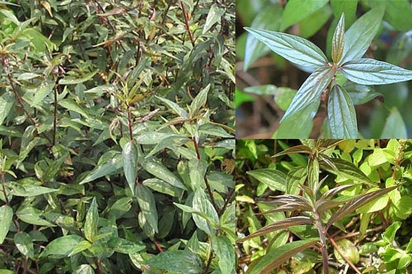 Cây thuốc dòi – Vị thuốc dân gian quý từ thiên nhiên