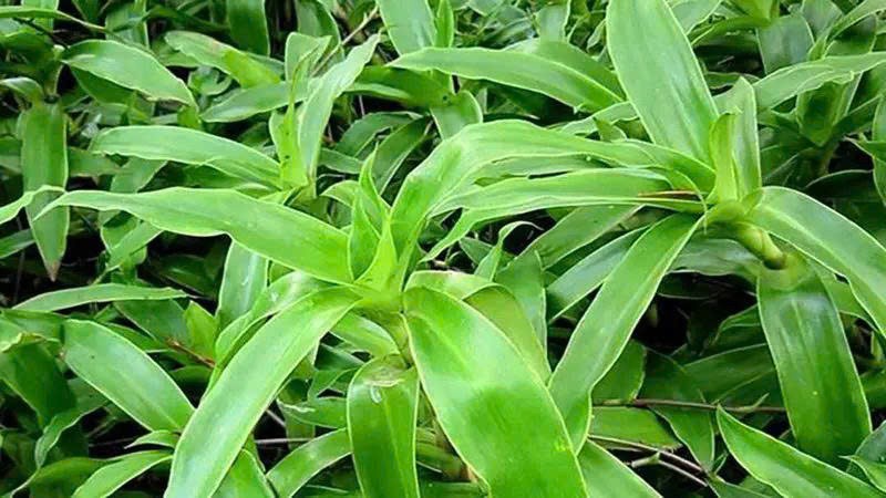 Cây lược vàng - Vị thuốc dân gian hỗ trợ điều trị tiểu đường Cây lược vàng - Vị thuốc dân gian hỗ trợ điều trị tiểu đường