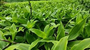 Cây lược vàng - Vị thuốc dân gian hỗ trợ điều trị tiểu đường Cây lược vàng - Vị thuốc dân gian hỗ trợ điều trị tiểu đường